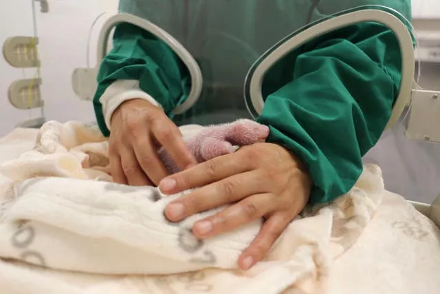 An attendant helps a baby panda