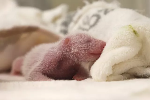 A baby panda snuggles up