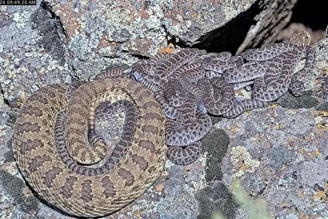 Rattlesnake Cam