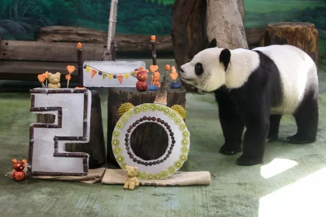 A panda with a cake in the shape of the number 20