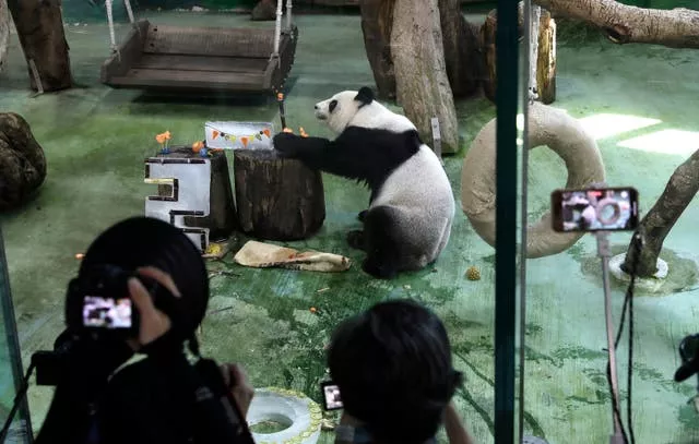 People take photos of a panda