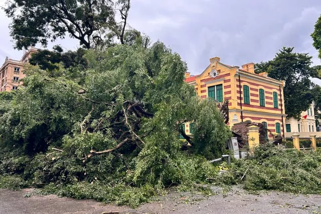 A tree uprooted by Typhoon Yagi lies on a road in Hanoi,