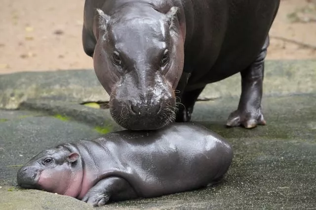 Thailand Pygmy Hippo