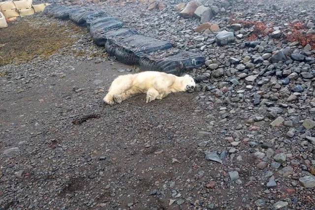 Iceland Polar Bear Shot