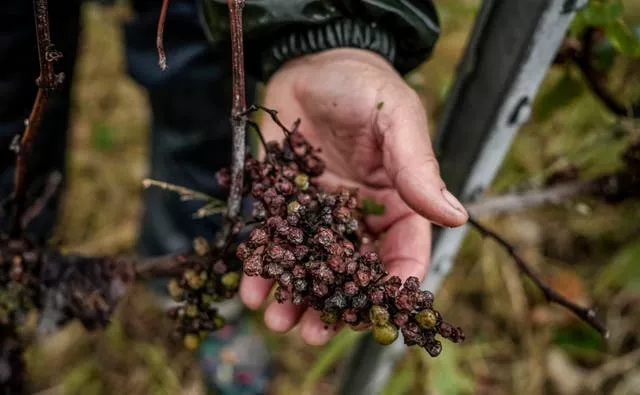 A hand holding a bunch of rotten grapes