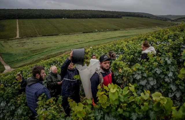 Grape-pickers at work in a vinyard