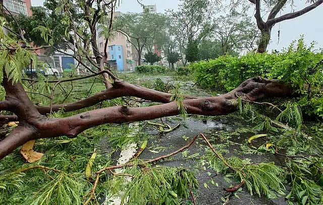 Trees blown down