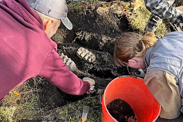 Mastodon Jaw Found