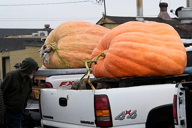 Giant pumpkins on the back of trucks