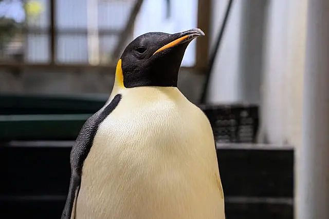 Close-up of Gus the emperor penguin