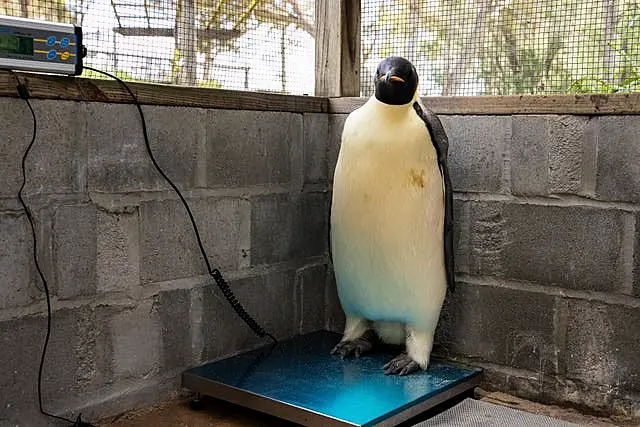 Gus the Emperor Penguin