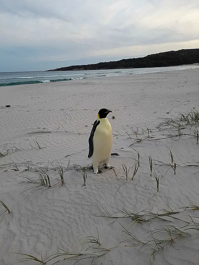 Australia Emperor Penguin