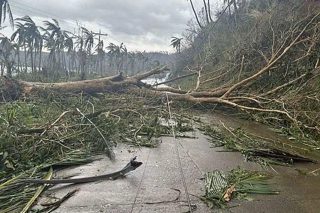 Toppled trees caused by Typhoon Man-yi block a road