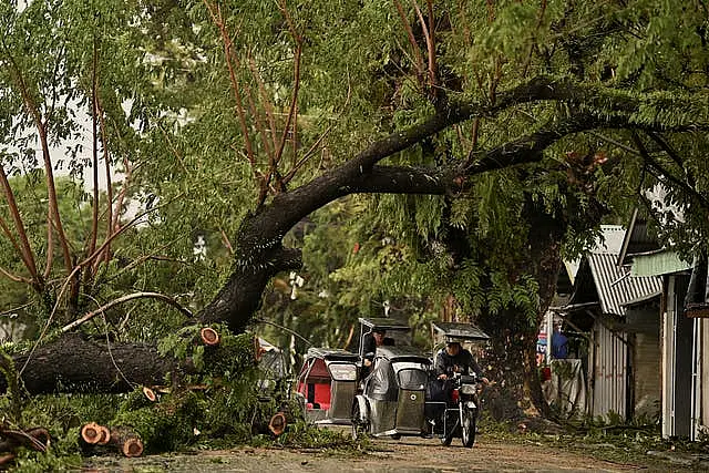 Motorists pass by toppled trees caused by strong winds from Typhoon Man-yi along a street in the municipality of Baler, Aurora province, northeastern Philippines