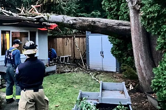 A tree after falling on a home in Issaquah, Washington state