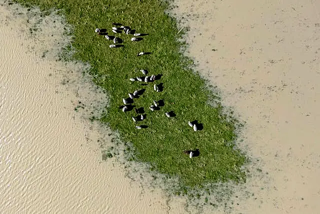 Livestock graze on a patch of field not flooded by the swollen Eel River in Ferndale, California