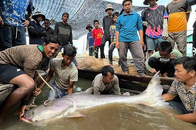 Cambodia Catfish