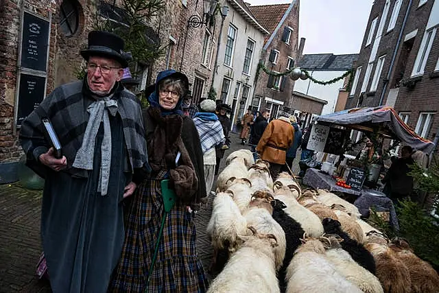 Sheep are driven through the town