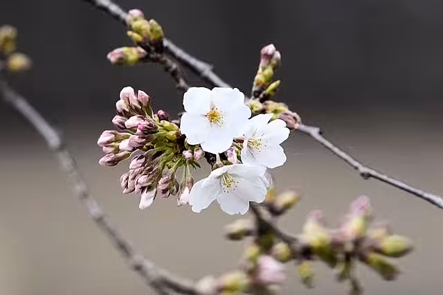 Japan Cherry Blossoms