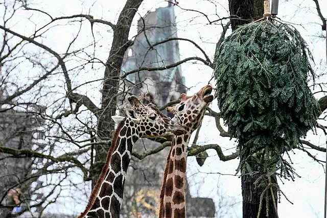 Germany Zoo