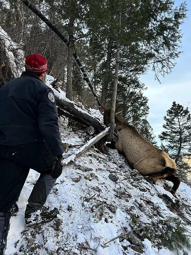 Elk is rescued