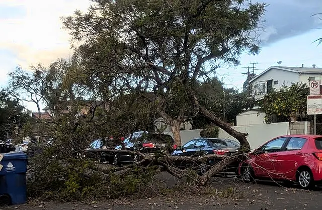 A fallen tree blocking a street