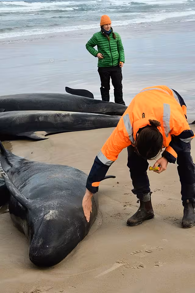 Australia Stranded Whales