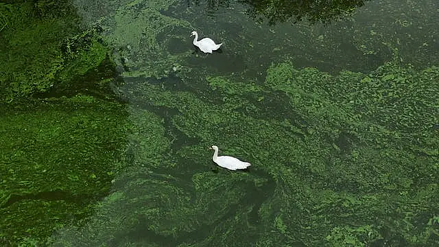 Swans swim in blue-green algae on the River Bann where it meets Lough Neagh