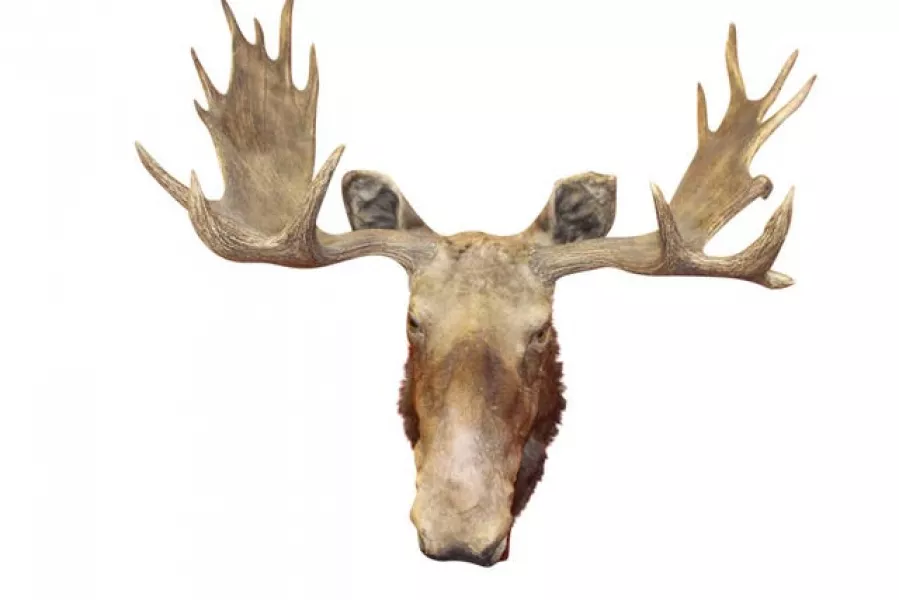 A wall mounted moose head