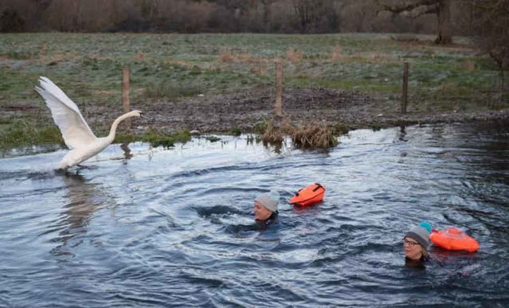 A swan flies over two people as they swim along the River Itchen near Twyford in Hampshire as the cold snap continues 