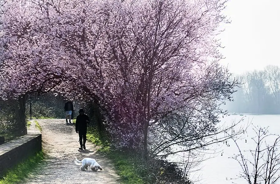 Spring blossom next to the River Thames near Richmond