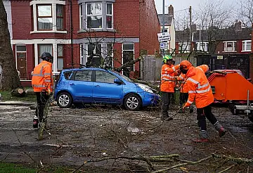 A fallen tree