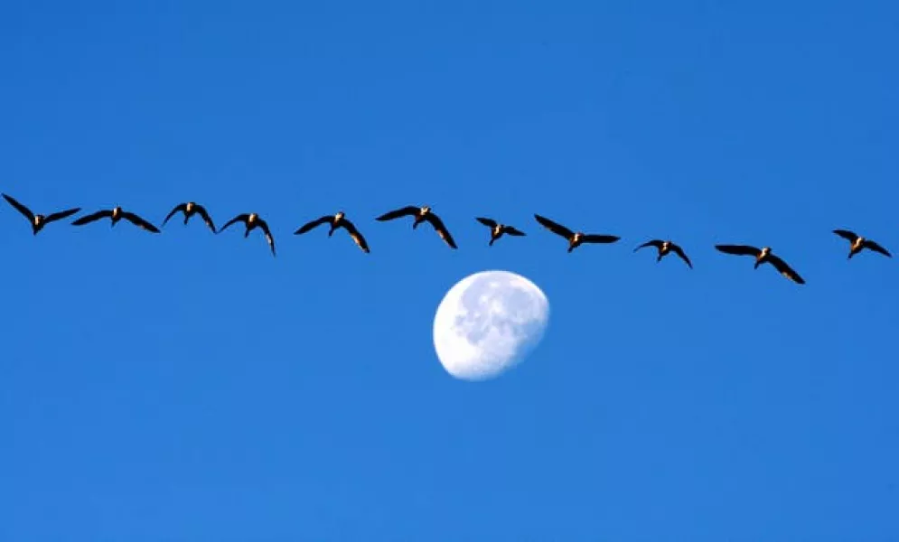 Migrating geese (Andrew Milligan/PA)