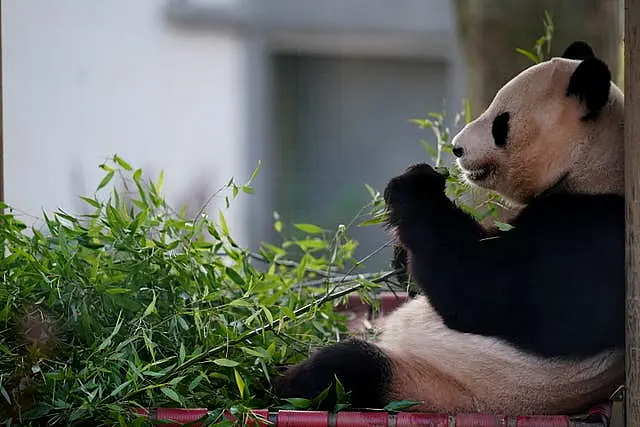 Pandas at Edinburgh Zoo