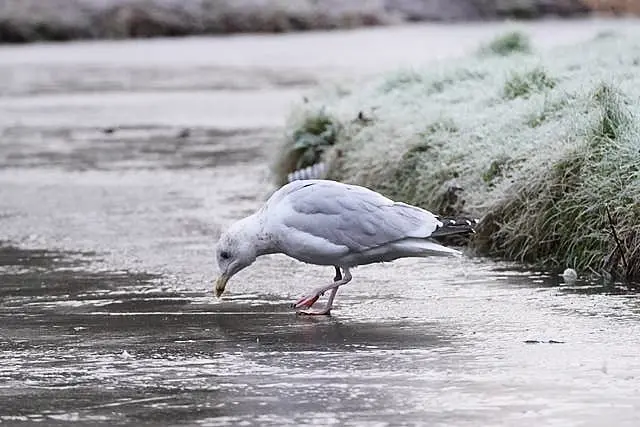 A seagull on a frozen pond in the National Botanic Gardens in Dublin