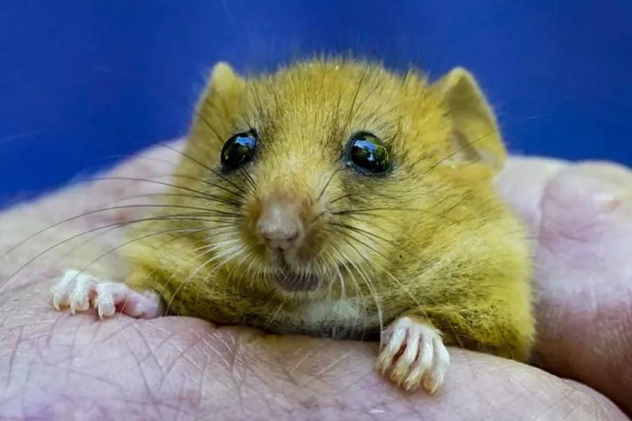 Hazel dormouse reintroduction