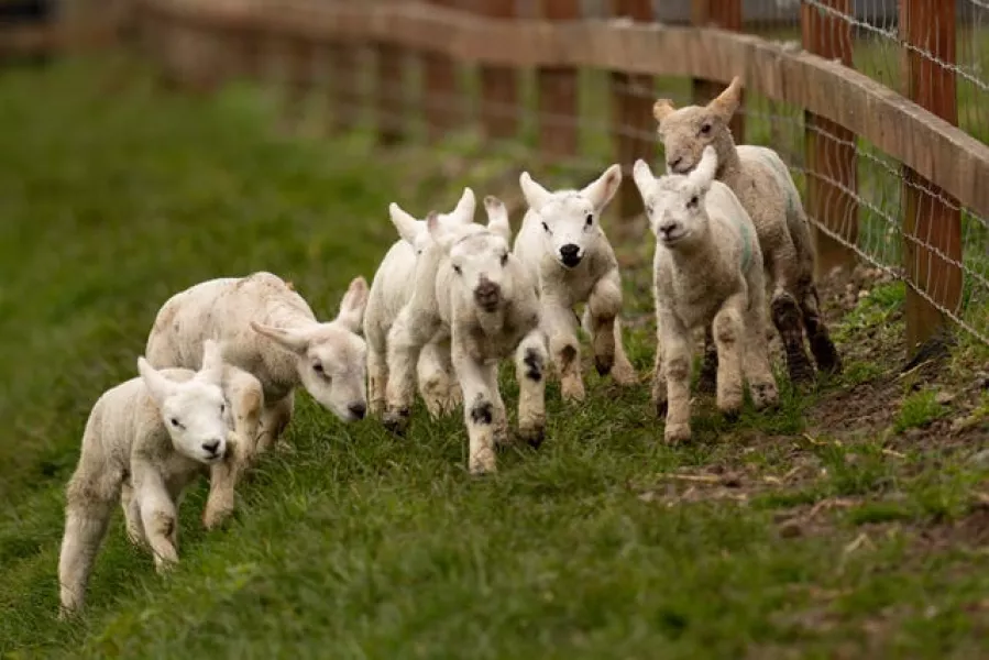 Newborn lambs in Warwickshire