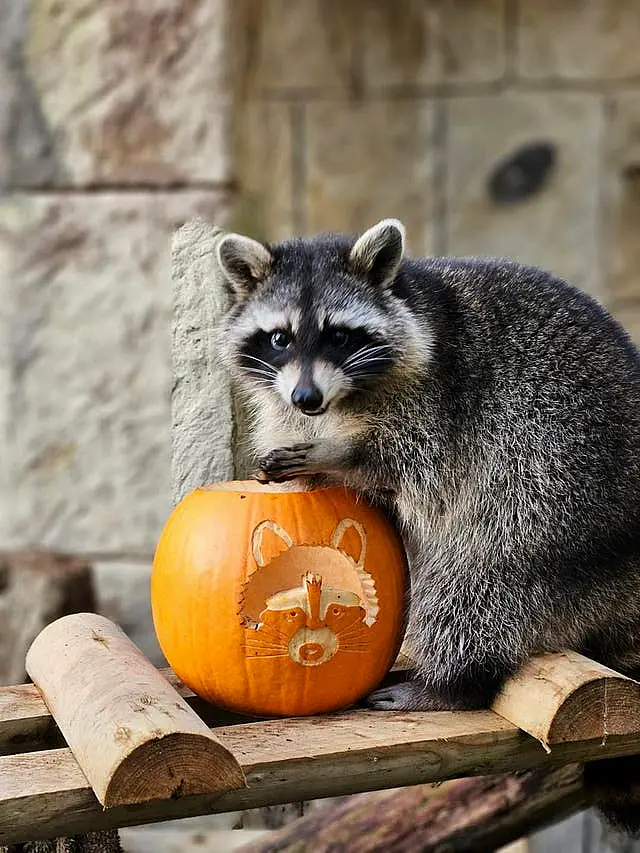 A racoons with a Halloween pumpkin