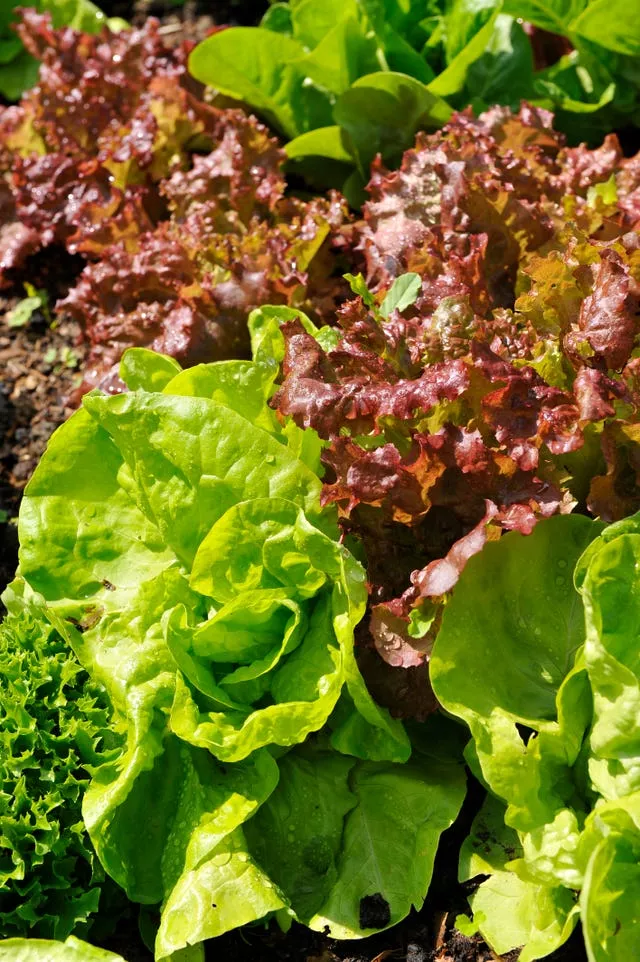 Lettuce is suspected to be the source of the outbreak (Ben Birchall/PA)
