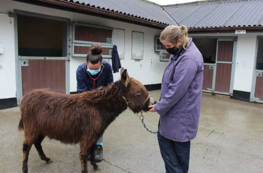 Welfare and veterinary team members check out one of the donkeys