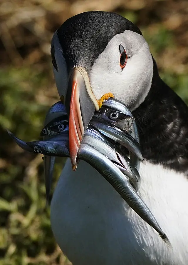 Puffins