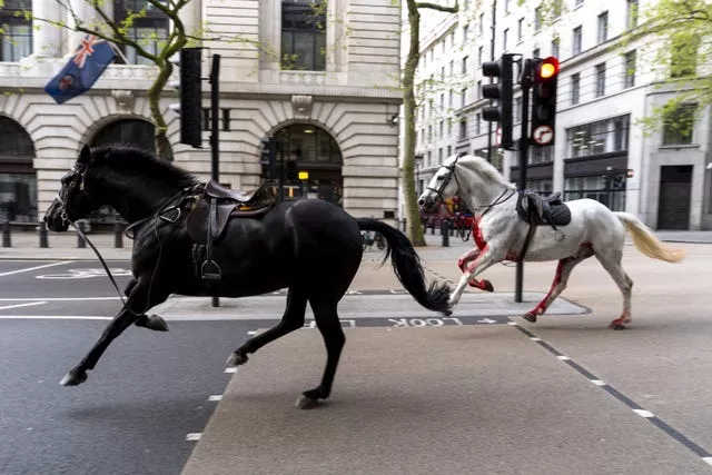 London horse incident