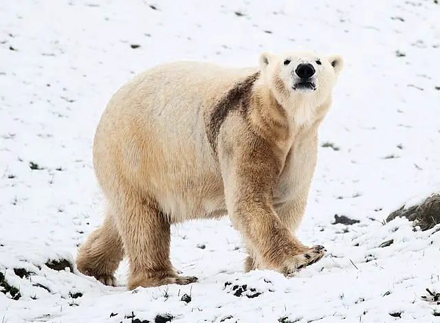 Polar bear