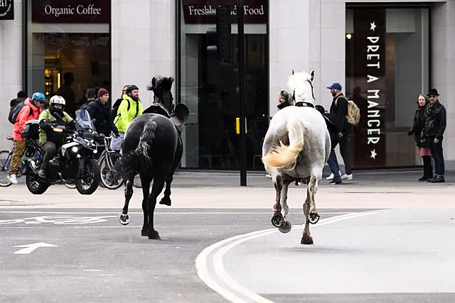 London horse incident