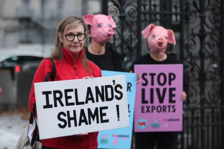 Live pig export protest