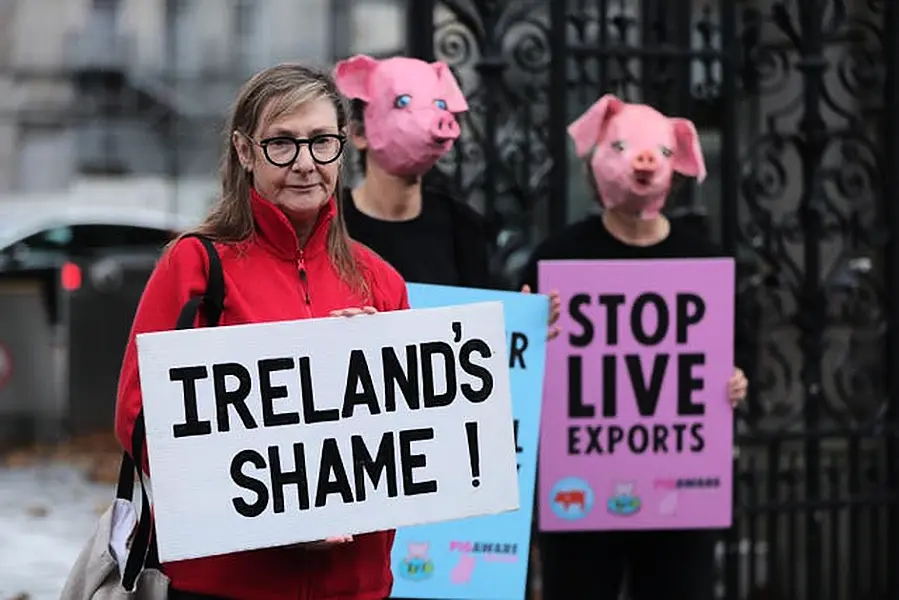 Live pig export protest