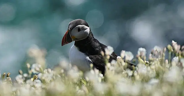 Puffins