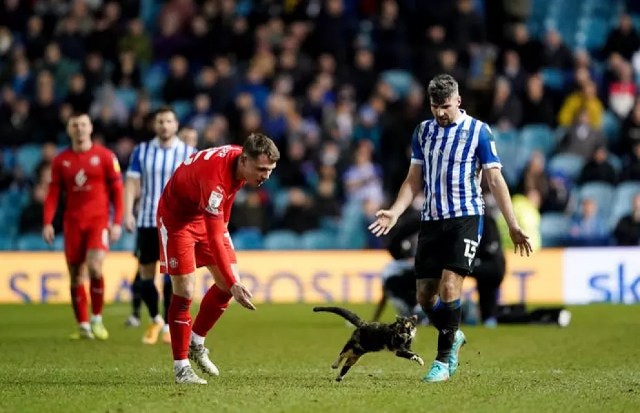 Wigan Athletic's Jason Kerr attempts to remove a cat from the pitch during the Sky Bet League One match at Hillsborough, Sheffield. Picture date: Tuesday February 8, 2022