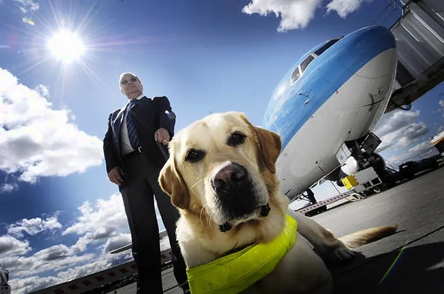 American Airlines moves to ground emotional support animals