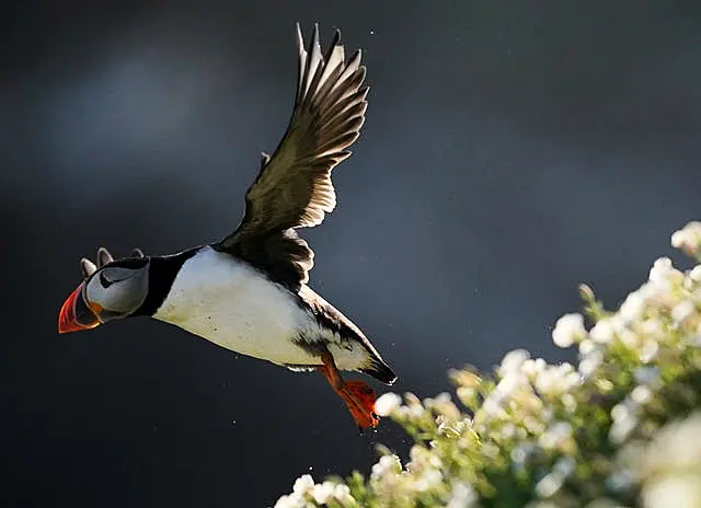 Puffins